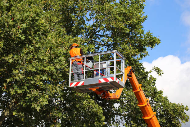 Best Hazardous Tree Removal  in Douglas, WY