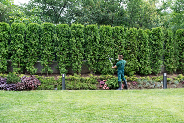 Best Organic Lawn Care Solutions  in Douglas, WY