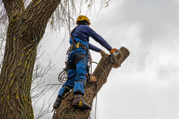 How Our Tree Care Process Works  in Douglas, WY