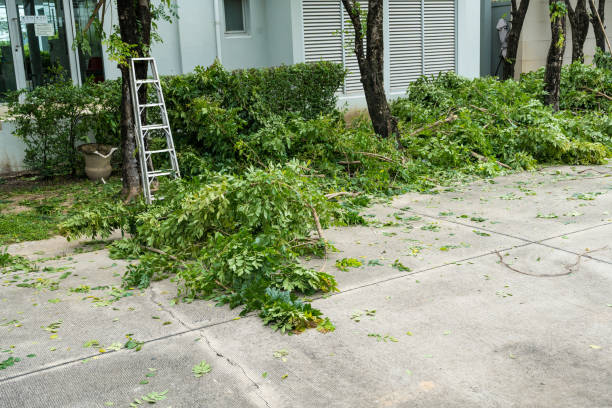  Douglas, WY Tree Services Pros