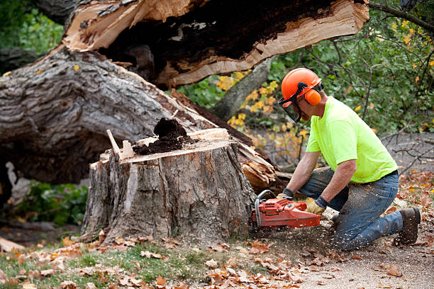 Best Stump Grinding and Removal  in Douglas, WY