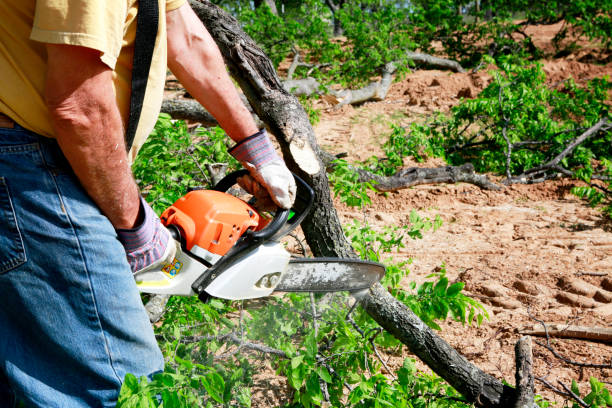 Best Lot and Land Clearing  in Douglas, WY